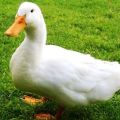 Description and characteristics of ducks breed pace, breeding rules and diet