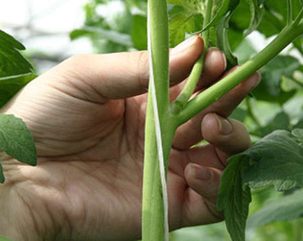 Schema dettagliato di come pizzicare correttamente i pomodori in una serra