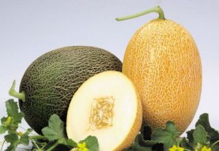 Beschreibung der Melonensorte Karamell, Merkmale des Anbaus und der Pflege