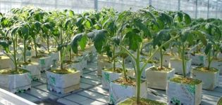 Grundregeln für den Anbau von Tomaten mit niederländischer Technologie