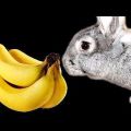 Können Kaninchen Bananen gegeben werden und wie ist es richtig, die Vor- und Nachteile der Frucht