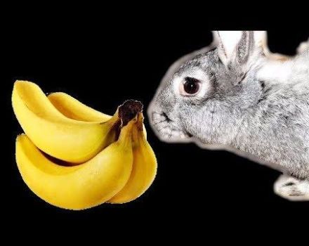 Can bananas be given to rabbits and how is it right, the benefits and harms of the fruit