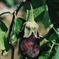 Περιγραφή και θεραπεία ασθενειών μελιτζάνας, παράσιτα και μέθοδοι αντιμετώπισής τους