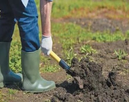 Làm thế nào để làm cho một khu vườn cho dưa chuột trên cánh đồng mở bằng tay của riêng bạn