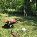 When to plant apple trees in the Urals with seedlings, in spring or summer, variety selection and recommendations for plant care