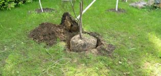 Como cultivar adequadamente cerejas no jardim, a escolha de mudas e locais, cuidados