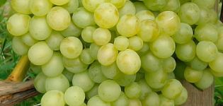 Description and characteristics of the Delight grape variety and its varieties, planting and care features
