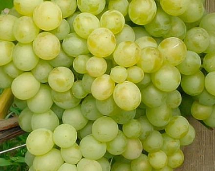 Description and characteristics of the Delight grape variety and its varieties, planting and care features