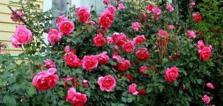 Descrição e características das rosas trepadeiras da variedade Parade, regras de cultivo