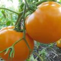 Description of the tomato variety Orange miracle and its characteristics