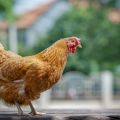 Charakterystyka i opis rasy kurczaków Foxy Chick, zasady utrzymania i hodowli