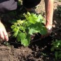 Wie man Trauben im Sommer im Frühling oder Herbst am besten an einen neuen Ort verpflanzt