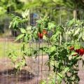 Como amarrar tomates em uma estufa e campo aberto