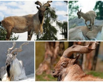 Description and where the scorpion goats live, the status and position of the species in nature