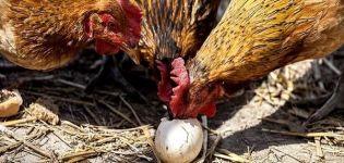 Wo ist Protein und wie kann man Hühnern richtig Protein geben?