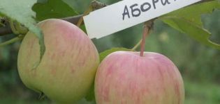 Περιγραφή της ποικιλίας μήλων Αυτόχθονες και τα κύρια χαρακτηριστικά της καλλιέργειας, αναπτυσσόμενες περιοχές