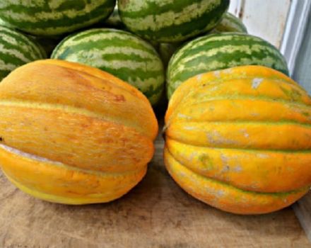 Beskrivelse af sorten Ethiopka melon, dyrkningsfunktioner og udbytte