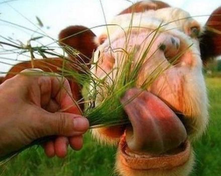 O que a grama pode e não pode ser comida por vacas que são cultivadas para alimentação de gado