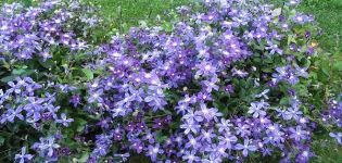 Descripción de la variedad Arabella clematis, tecnología de siembra y cuidado.