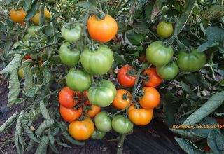 Eigenschaften und Beschreibung der Tomatensamen des Autors vom Züchter Myazina