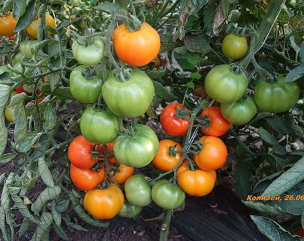 Eigenschaften und Beschreibung der Tomatensamen des Autors vom Züchter Myazina