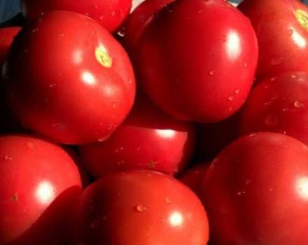 Χαρακτηριστικά και περιγραφή της ποικιλίας ντομάτας Bagheera, της απόδοσής της