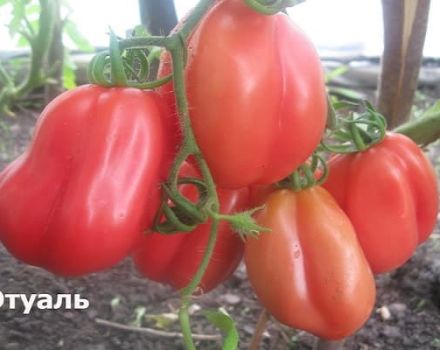 Descrição da variedade de tomate Etual e suas características e rendimento