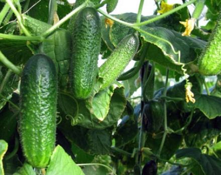 Cultiver des concombres en pleine terre et en serre pour le territoire de Krasnodar, les meilleures variétés