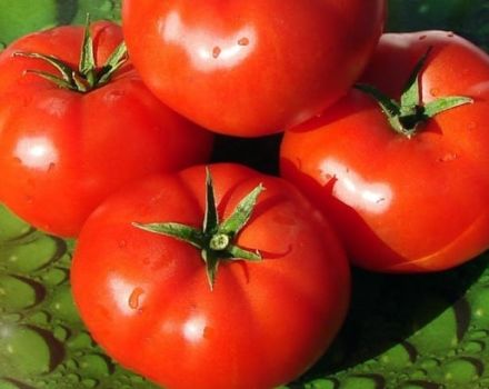 Description of the Townsville tomato variety, features of cultivation and care