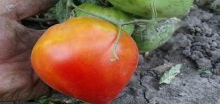 Beskrivning av tomatsorten Fater Rein, dess egenskaper och utbyte
