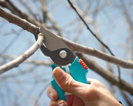 When and how to properly prune pears and form a crown for beginners