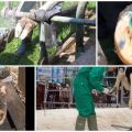 Симптоми трулежи копита и грицкање митова говеда код куће
