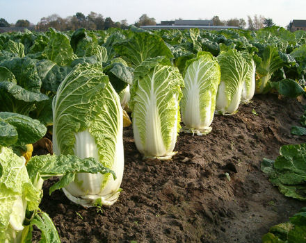 Anbau und Pflege von Chinakohl auf freiem Feld im Garten