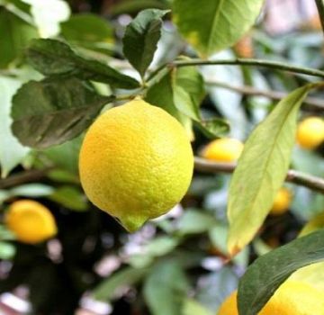 Beskrivning av Novogruzinsky citron, plantering och vårdregler hemma