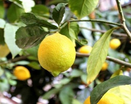 Beskrivning av Novogruzinsky citron, plantering och vårdregler hemma