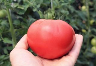 Beskrivelse og kjennetegn på tomatsorten Rosa løsning