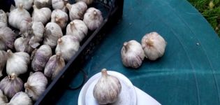 Descripción de la variedad de ajo azul, características de cultivo y cuidado.