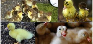 Зашто патке не једу добро и не расту, разлози и шта треба радити