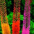 Φύτευση και φροντίδα για eremurus στον ανοιχτό χώρο, μια περιγραφή των 50 καλύτερων ποικιλιών