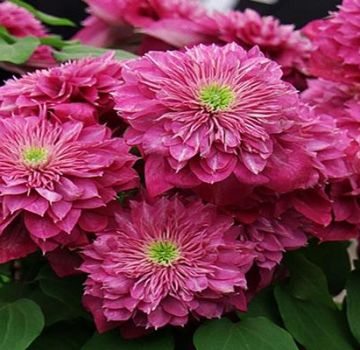 Descrição e características das variedades de clematis Kaiser, plantio e cuidado
