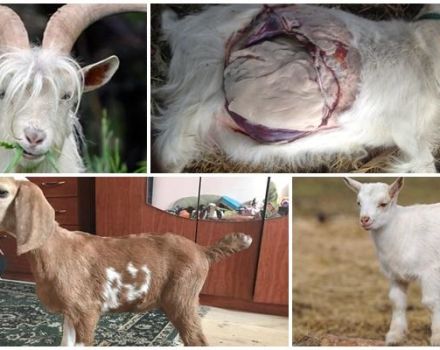 Príčiny a príznaky zápchy u dieťaťa a čo robiť, preventívne opatrenia