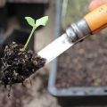 Como e quando colher tomates corretamente após a germinação