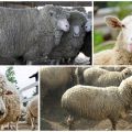 Beskrivelse og kjennetegn på kaukasiske sauer, trekk ved innholdet