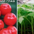 Beschreibung der Bullseye-Tomatensorte und ihrer Eigenschaften