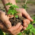 Wie man Johannisbeeren im Sommer und Herbst durch Stecklinge und Schichten richtig vermehrt