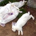 Symptome und Behandlung von hämorrhagischen Kaninchenerkrankungen