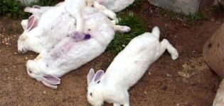 Symptoms and treatment of rabbit hemorrhagic disease