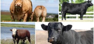 Descrição e características de vacas sem chifres, 5 raças principais e seu conteúdo