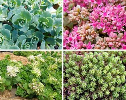 Descrizione delle varietà e dei tipi di fiori di stonecrop (sedum), semina e cura in campo aperto
