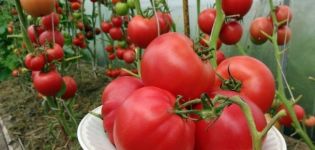 Опис сорте парадајза Вино малина, његове карактеристике и принос